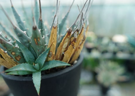 アガベ　ユタエンシス　Agave uthaensis　No.5
