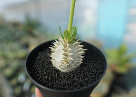 パキポディウム　恵比寿大黒　Pachypodium Densicaule　No.1