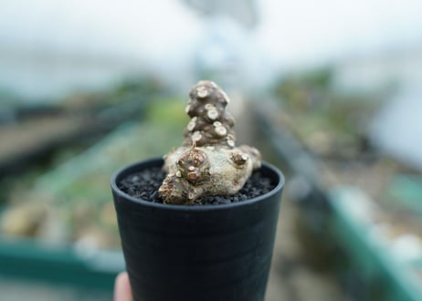 ドルステニア フォエチダ Dorstenia foetida　No.3