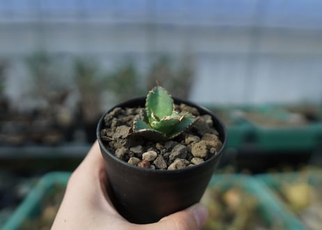 カキコアガベ　チタノタ　FO-76　agave titanota  FO-76　子株　A12