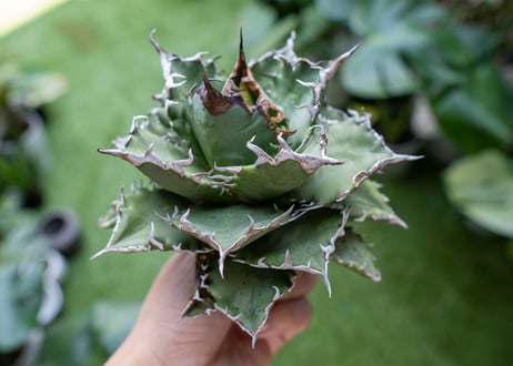 Agave titanota Solar eclipse 夕映嚴龍  NO.2