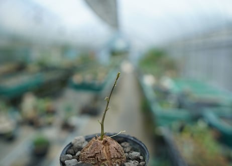 亀甲竜　Dioscorea elephantipes　No.4