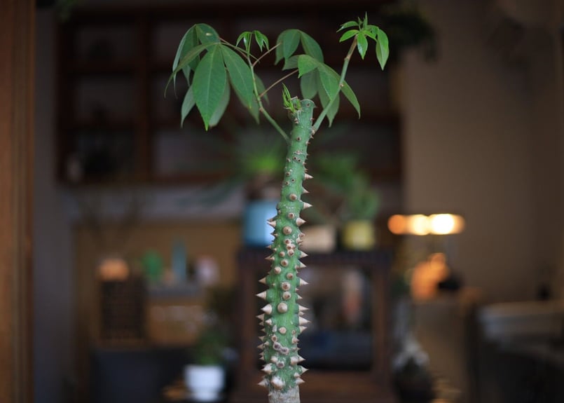 トックリキワタ Ceiba speciosa | mana's farm:塊根植物・アガベ・ド