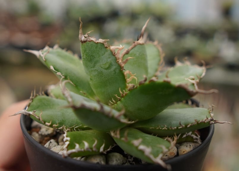 アガベ チタノタ 地獄フィリ 獄フィリ フィリグリー 極上株 アガベ・チタノタ 地獄フィリグリー 強光、強風、辛めの水やり