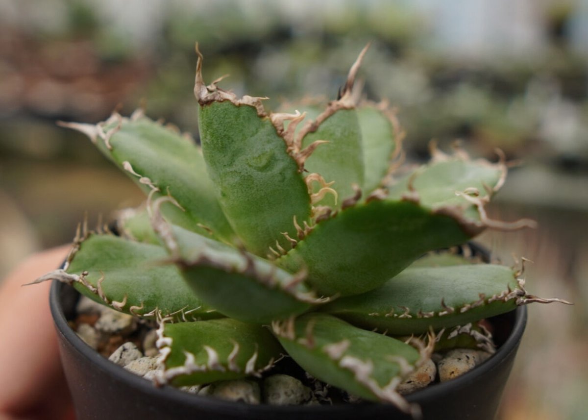 アガベ チタノタ フィリグリー NO.2 | mana's farm:塊根植物・アガベ