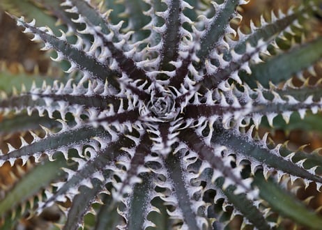 Dyckia meteor