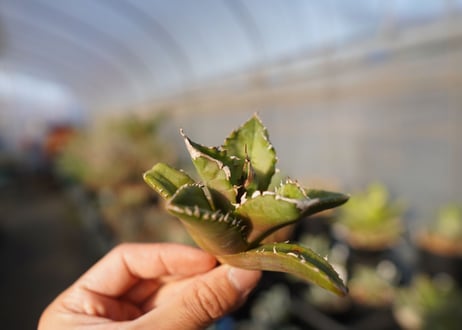 agave titanota white fire　白火焔　 NO.1