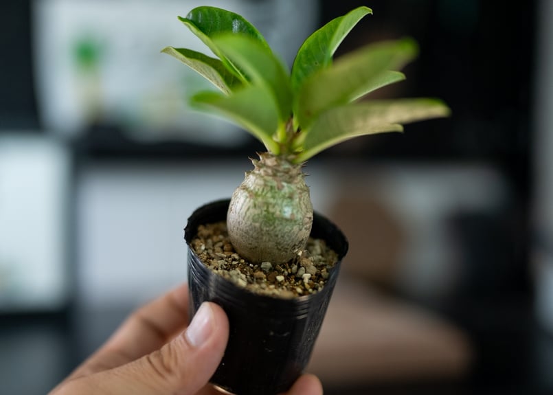 塊根植物　ウィンゾリー ・グラキリス ・ギラウミニアナ ・不明パキポディウム 塊根植物 ウィンゾリー ・グラキリス ・ギラウミニアナ ・不明