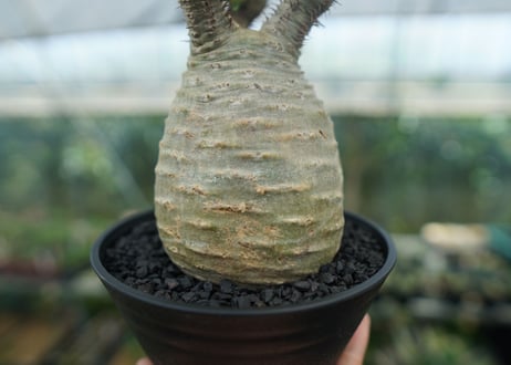パキポディウム　グラキリス　 Pachypodium Gracilius  No.2