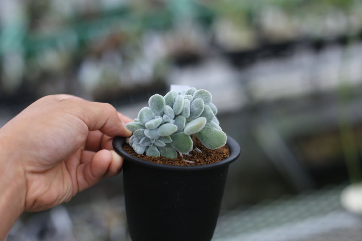 エケベリア フロスティ 綴化 | mana's farm:塊根植物・アガベ・ドライ