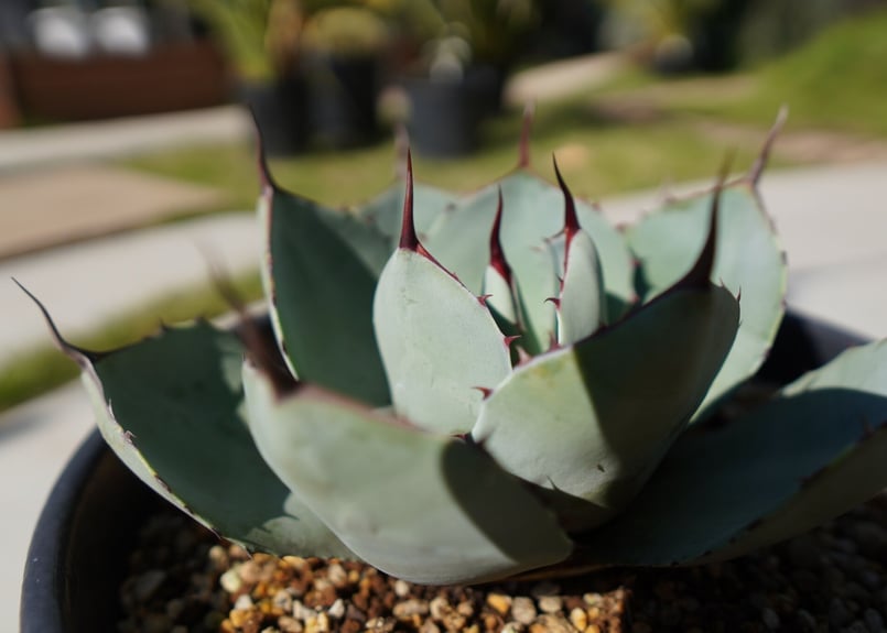 パリートランカータ　バリエガータ アガベ・パリー トランカータ｜Agave parryi var. truncata
