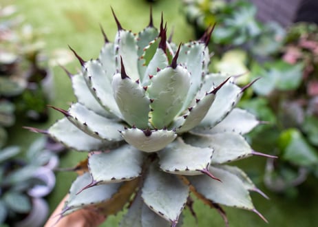 Agave macroacantha x Potatorum 中 NO.3 (G)
