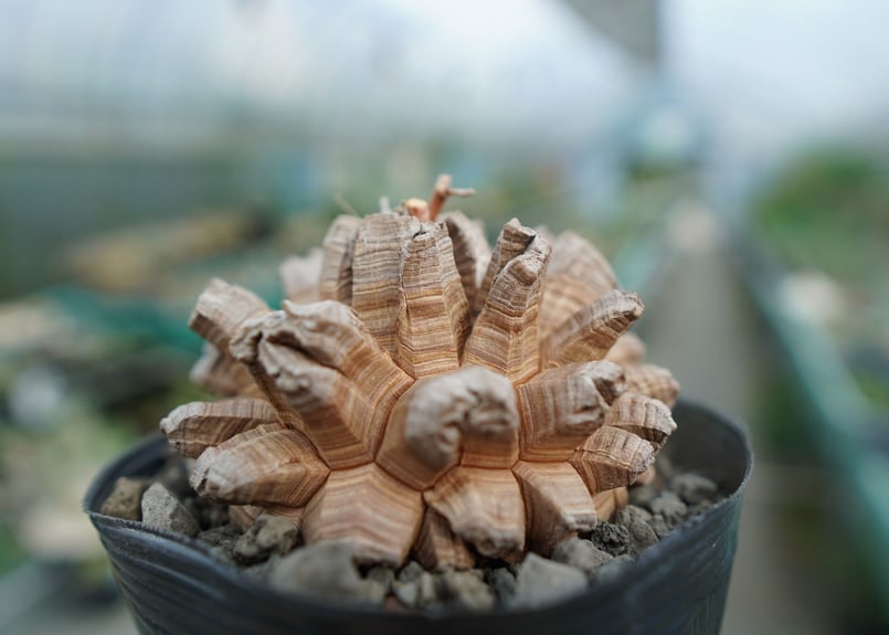 長谷川園芸産】亀甲竜 Dioscorea elephantipes No.2 | mana'