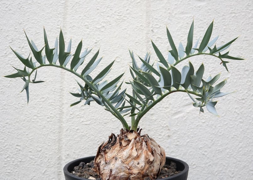 エンセファラルトス ホリダス E.horridus - 植物/観葉植物