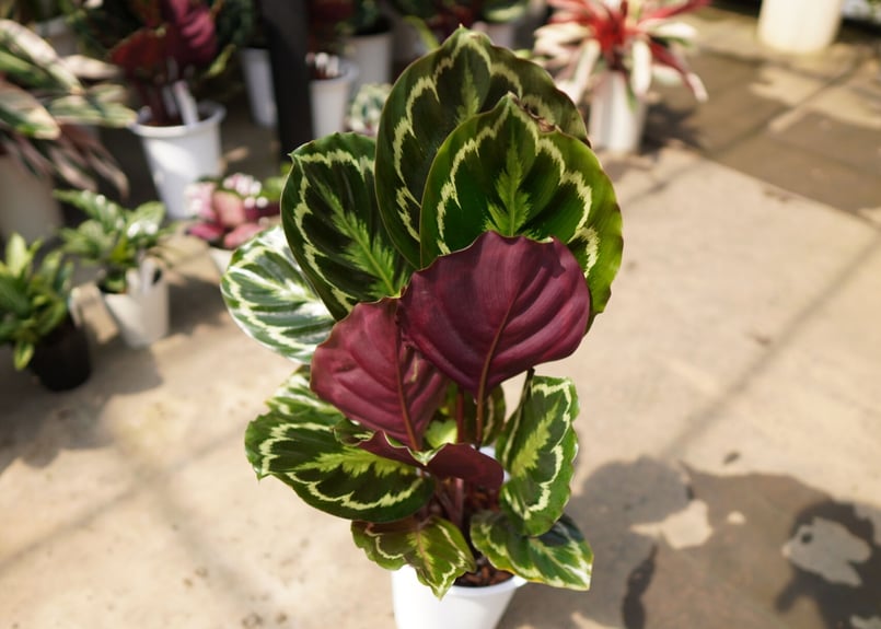 カラテア メダリオン | mana's farm:塊根植物・アガベ・ドライガーデン