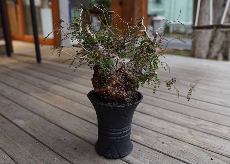 オペルクリカリア パキプス Operculicarya pachypus | mana's f