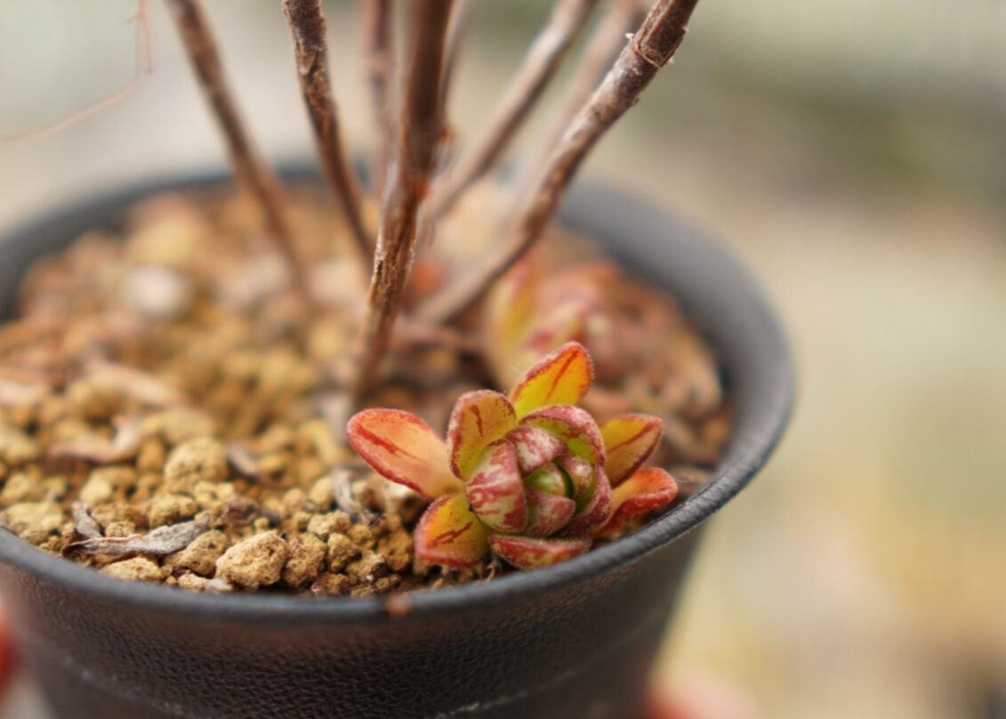 アエオニウム サンデルシー | mana's farm:塊根植物・アガベ・ドライ