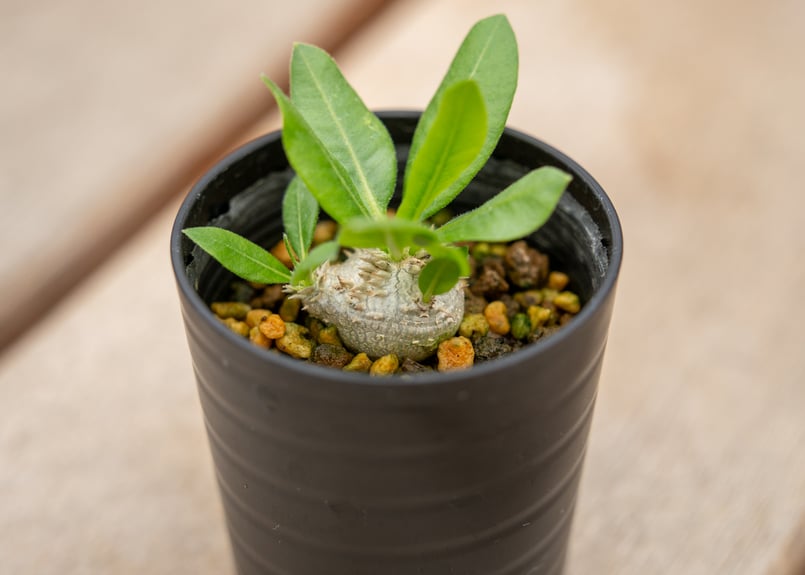 パキポディウム ブレビカウレ | mana's farm:塊根植物・アガベ