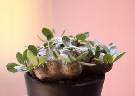 Pachypodium brevicaule　パキポディウム  ブレビカウレ　恵比寿笑い