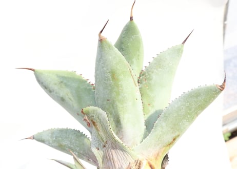 Agave pygmaea 'Dragon Toes'