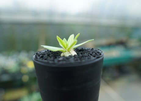 パキポディウム　恵比寿笑い　Pachypodium brevicaule　No.4