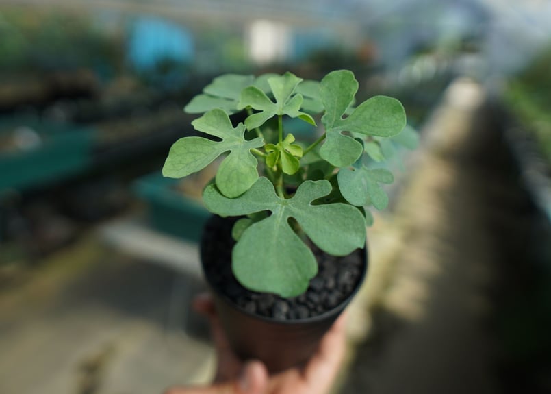 アデニア グラウカ Adenia Glauca No.1 | mana's farm:塊根植物