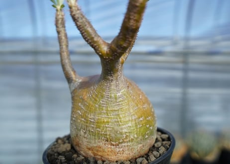 パキポディウム　グラキリス　 Pachypodium Gracilius　No.1