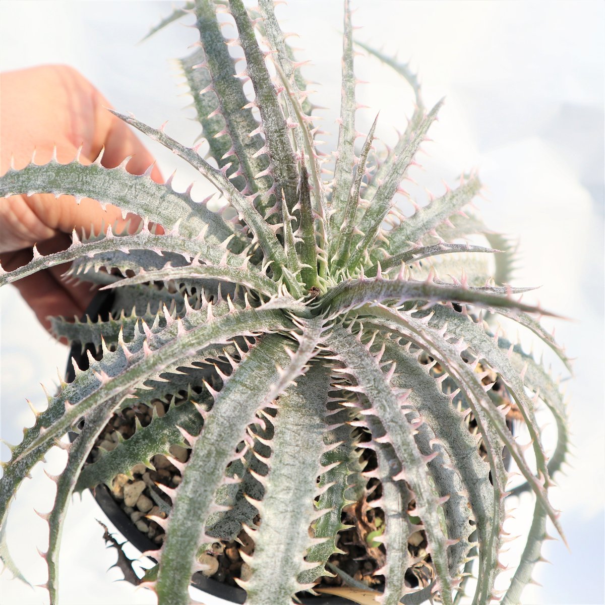 Dyckia delicata GF F1 x Bone | mana's farm:塊根植