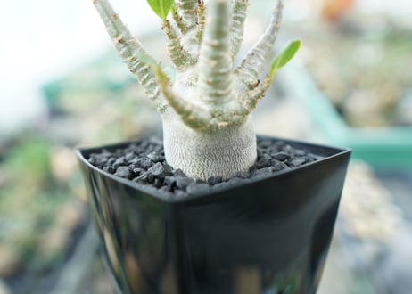 アデニウム　Adenium　No.4