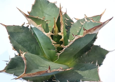 Agave titanota FO-76　compacta dwarf