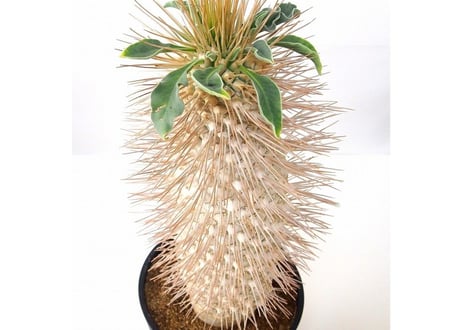 Pachypodium namaquanum パキポディウム　ナマクアナム　光堂