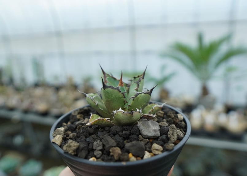 アガベ チタノタ FO-76 agave titanota FO-76 No.11 | ma