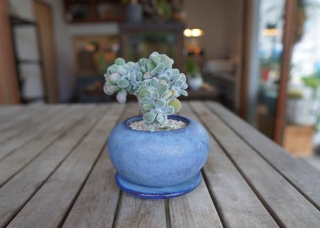 エケベリア　フロスティー　Echeveria pulvinata "Frosty"