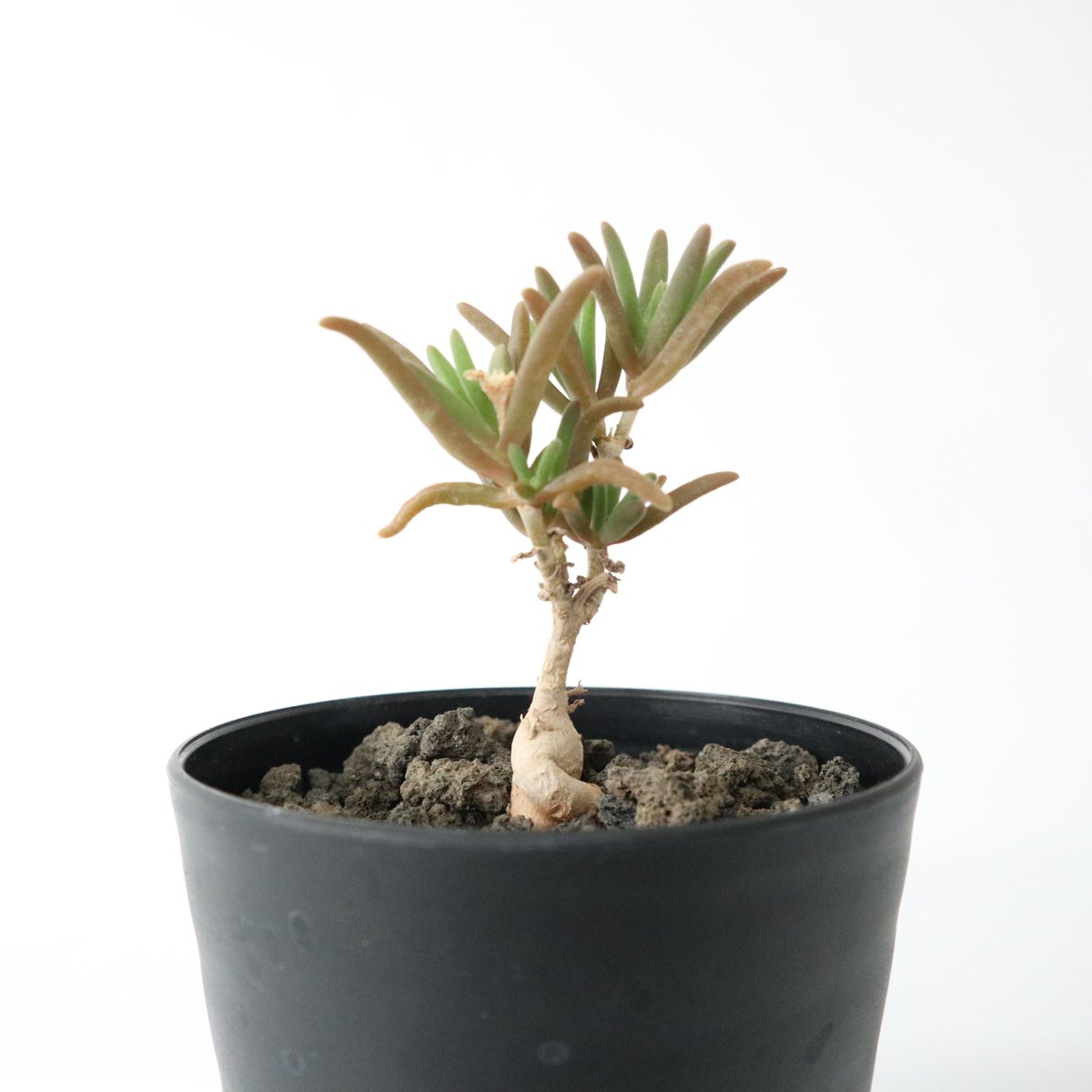 メストクレマ マクロイズム | mana's farm:塊根植物・アガベ・ドライ