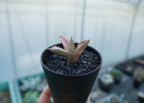 アガベ　チタノタ　萬代厳竜　Agave lophantha×titanota