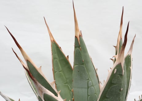 Agave purpusorum