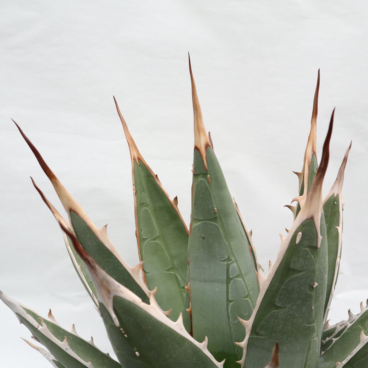 Agave purpusorum | mana's farm:塊根植物・アガベ・ドライガーデン