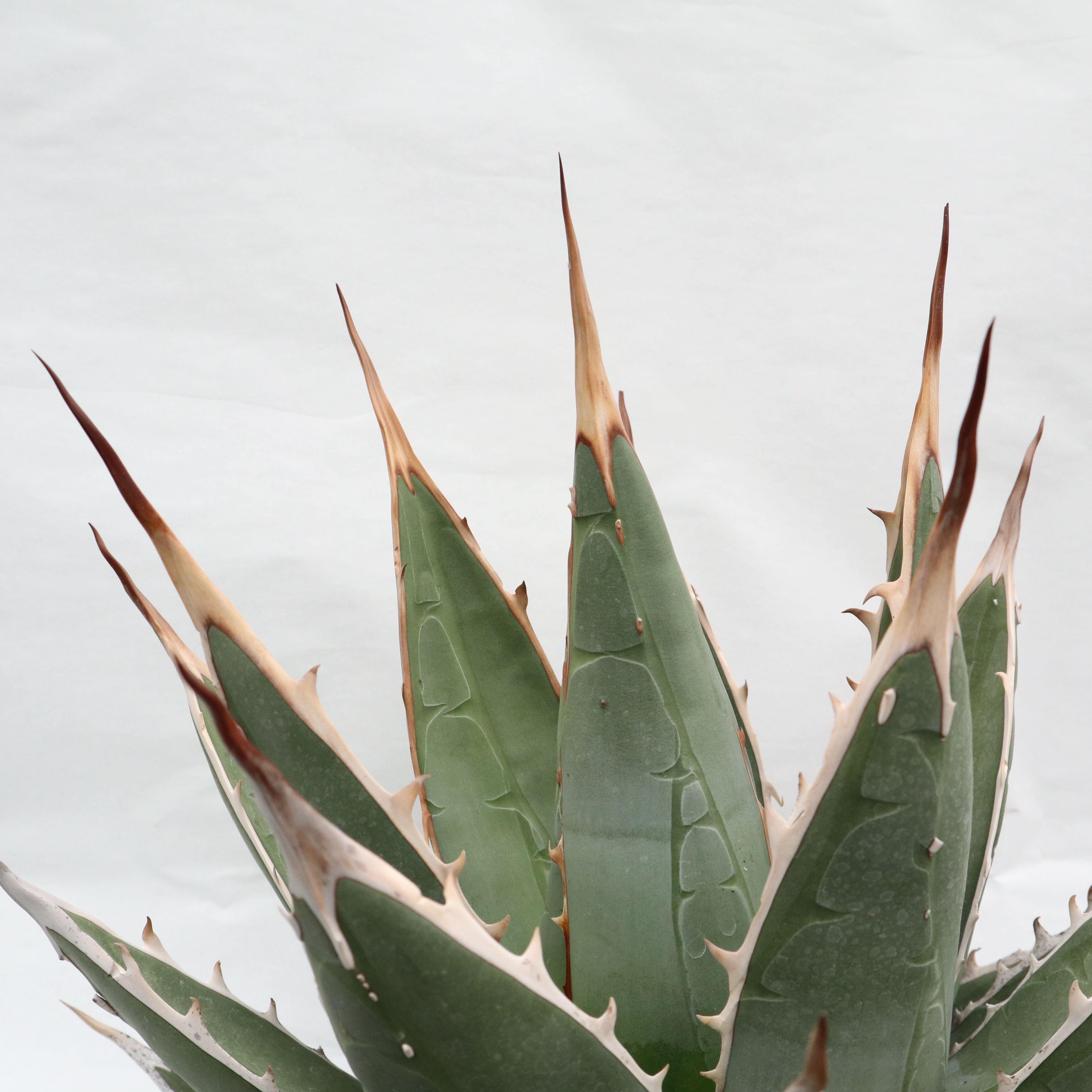 Agave purpusorum | mana's farm:塊根植物・アガベ・ドライガーデン