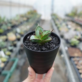 アガベ】ポテンシャルの高い胴切りカキコをアップします アガベ】ポテンシャルの高い胴切りカキコをアップします