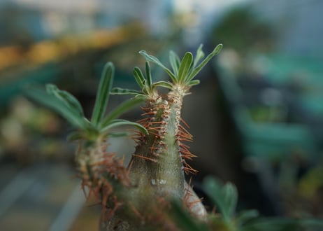 パキポディウム　グラキリス　 Pachypodium Gracilius  No.9