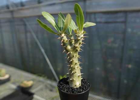 パキポディウム ホロンベンセ　Pachypodium　 horombense