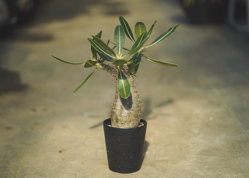 パキポディウム カクチペス鉢込◾️ボタナイズSHO-DO 塊根植物 パキポディウム カクチペス | mana's farm:塊根植物・アガベ・ドライ