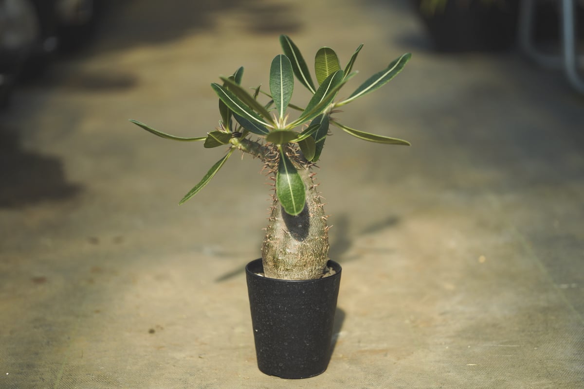 パキポディウム カクチペス鉢込◾️ボタナイズSHO-DO 塊根植物 パキポディウム カクチペス鉢込◾️ボタナイズSHO-DO 塊根植物