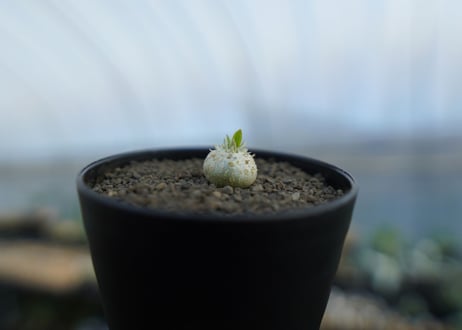 パキポディウム　恵比寿笑い　Pachypodium brevicaule　No.3