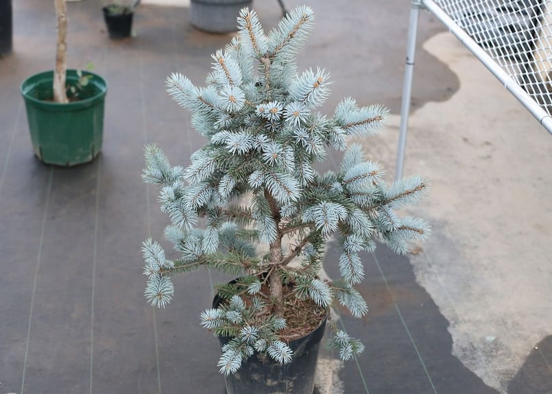 プンゲンストウヒ ホプシー | mana's farm:塊根植物・アガベ・ドライ