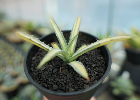 アガベ　マクロアカンサ錦　Agave macroacantha variegata NO.2