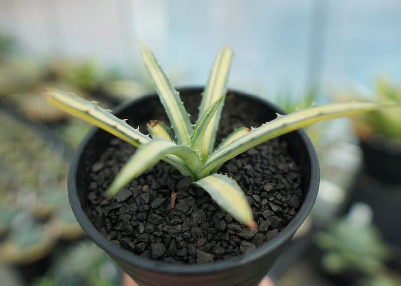 アガベ マクロアカンサ錦 Agave macroacantha variegata NO.2