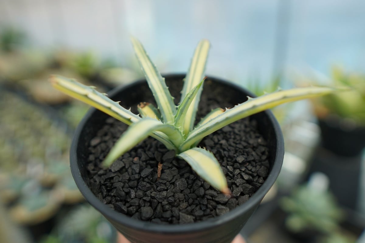 アガベ マクロアカンサ錦 Agave macroacantha variegata NO.2