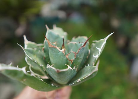 Agave titanota 白鯨 B NO.5