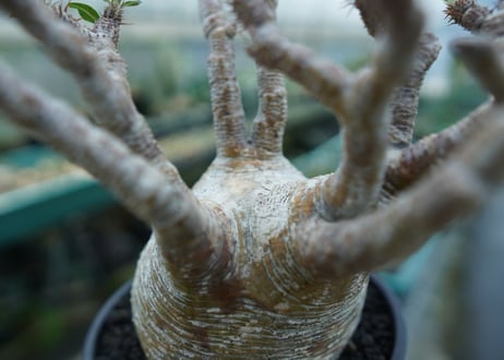 パキポディウム　グラキリス　 Pachypodium Gracilius  No.1